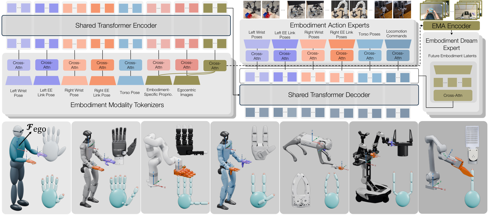 MXT+ architecture with embodiment-specific modality tokenizers, a shared Transformer trunk, action experts, and embodiment-dreaming experts, above the EgoX embodiments